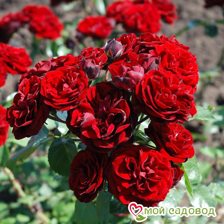 Роза Кордула