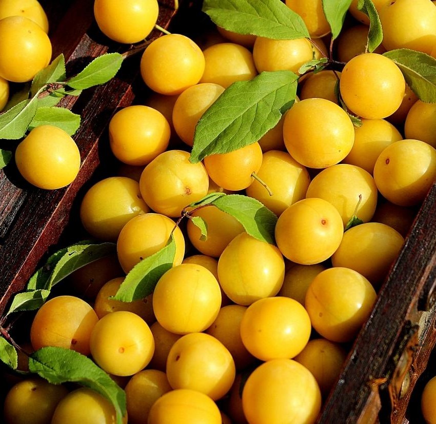 Алыча Подарок Санкт-Петербургу