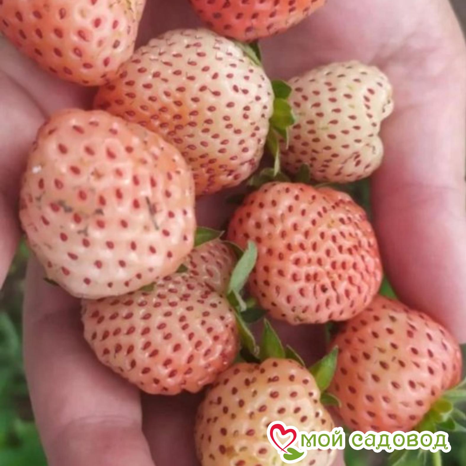 Клубника Анабланка ЗКС С1