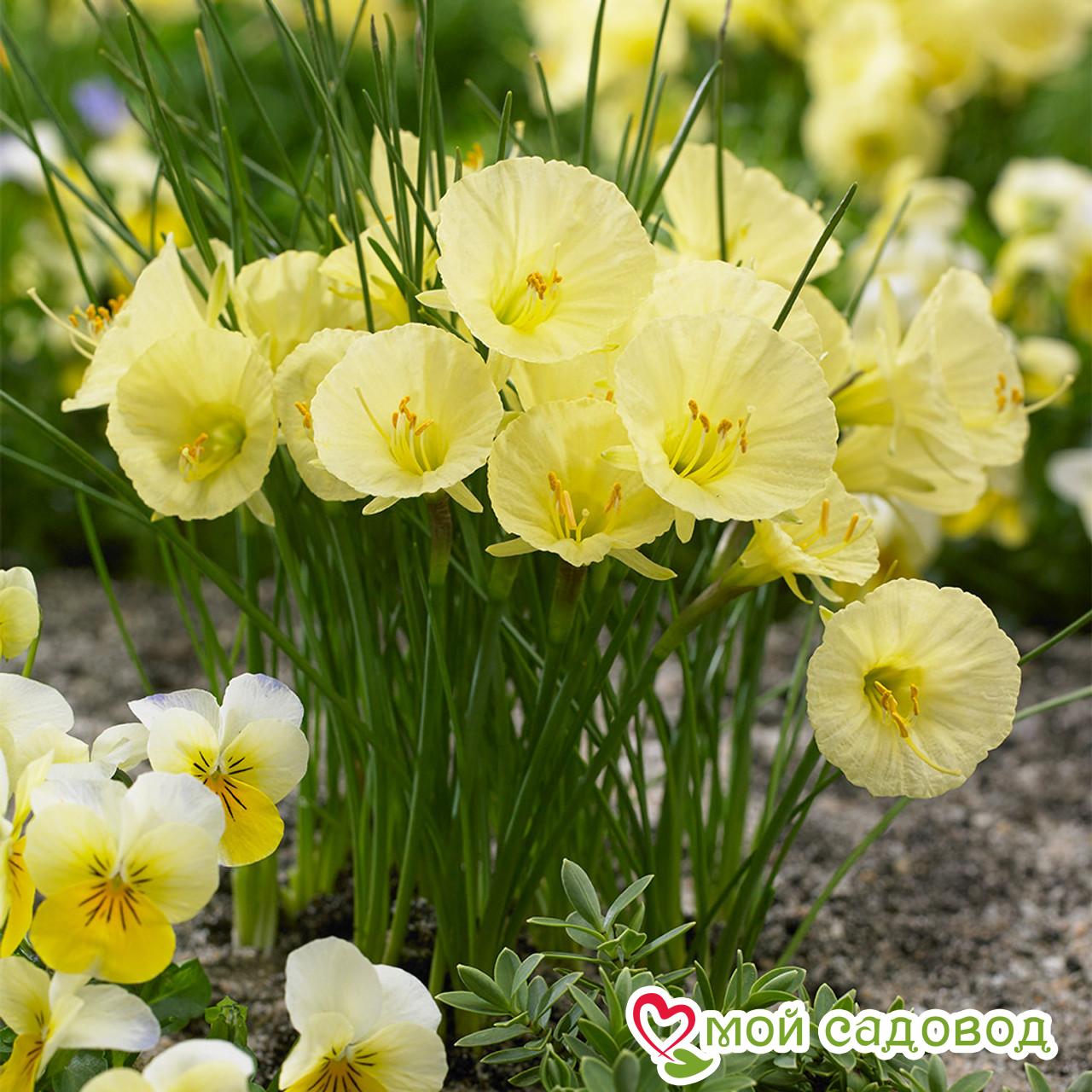 Нарцисс мини Джулия Джейн