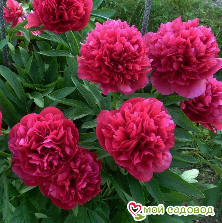 Пион травянистый Оффициналис Рубра Плена