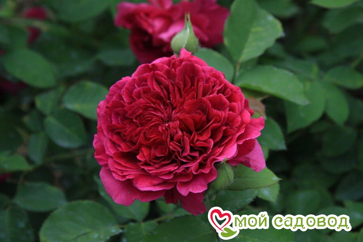 Роза Тесс оф зе Дэрбервилль