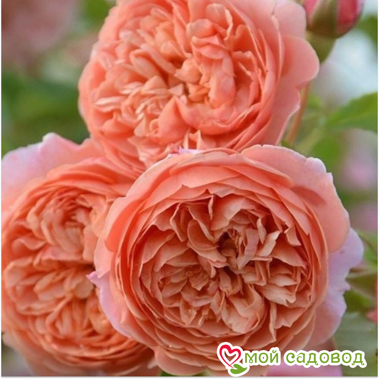 Роза Чайно-гибридная Чиппендейл